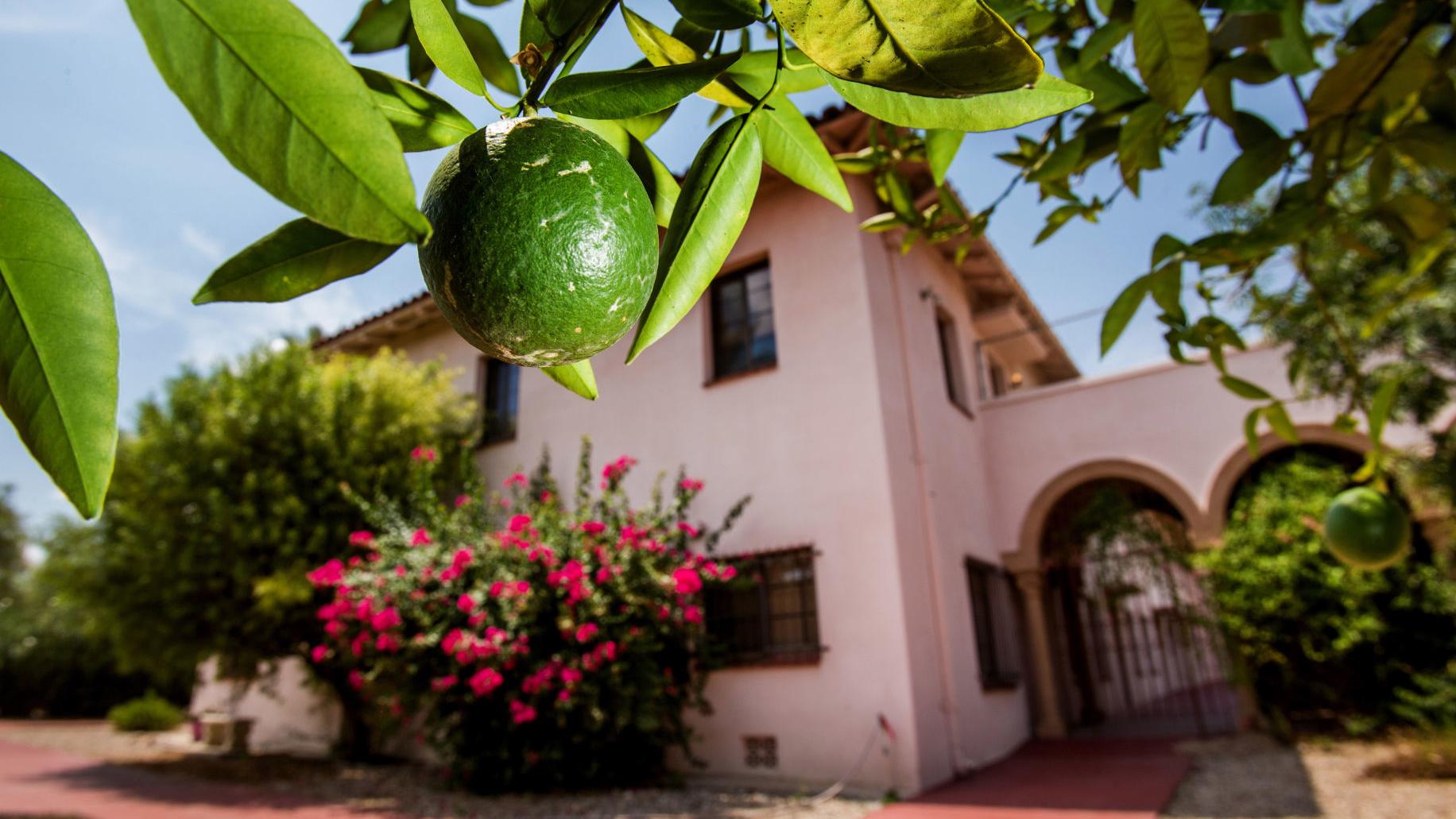 Some historic trees at Tucson’s Benedictine Monastery will be saved